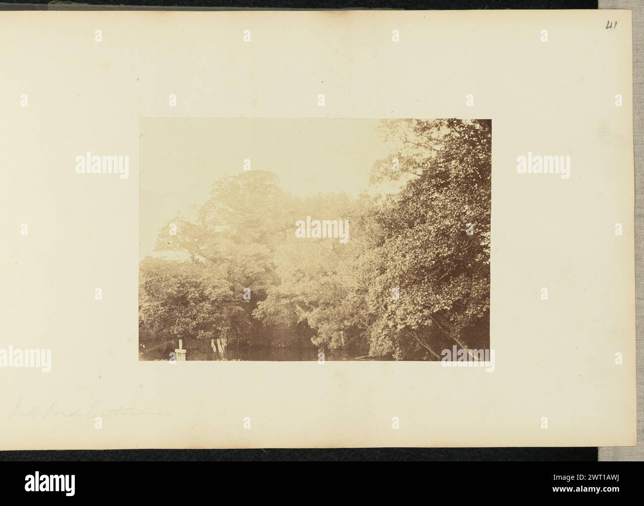 Mill Pond, Eastbourne. Sir John Joscelyn Coghill, fotografo (irlandese, 1826 - 1905) intorno agli anni '1850 veduta di un denso gruppo di cime di alberi. (Recto, Mount) in alto a destra, matita: "41"; in basso a sinistra, matita: "Mill Pond Eastbourne"; Foto Stock