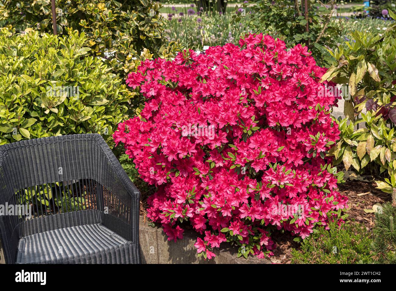 rododendro (Rododendro 'Canzonetta', Rododendro Canzonetta), fioritura, cultivar Canzonetta Foto Stock