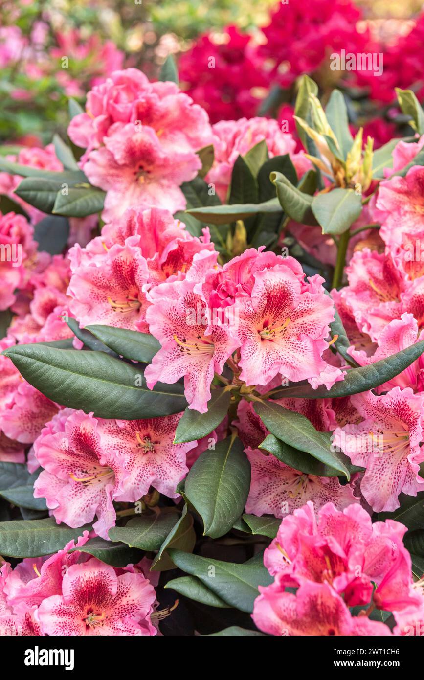 rhododendron (Rhododendron 'Djingistan', Rhododendron Djingistan), fioritura, cultivar Djingistan Foto Stock