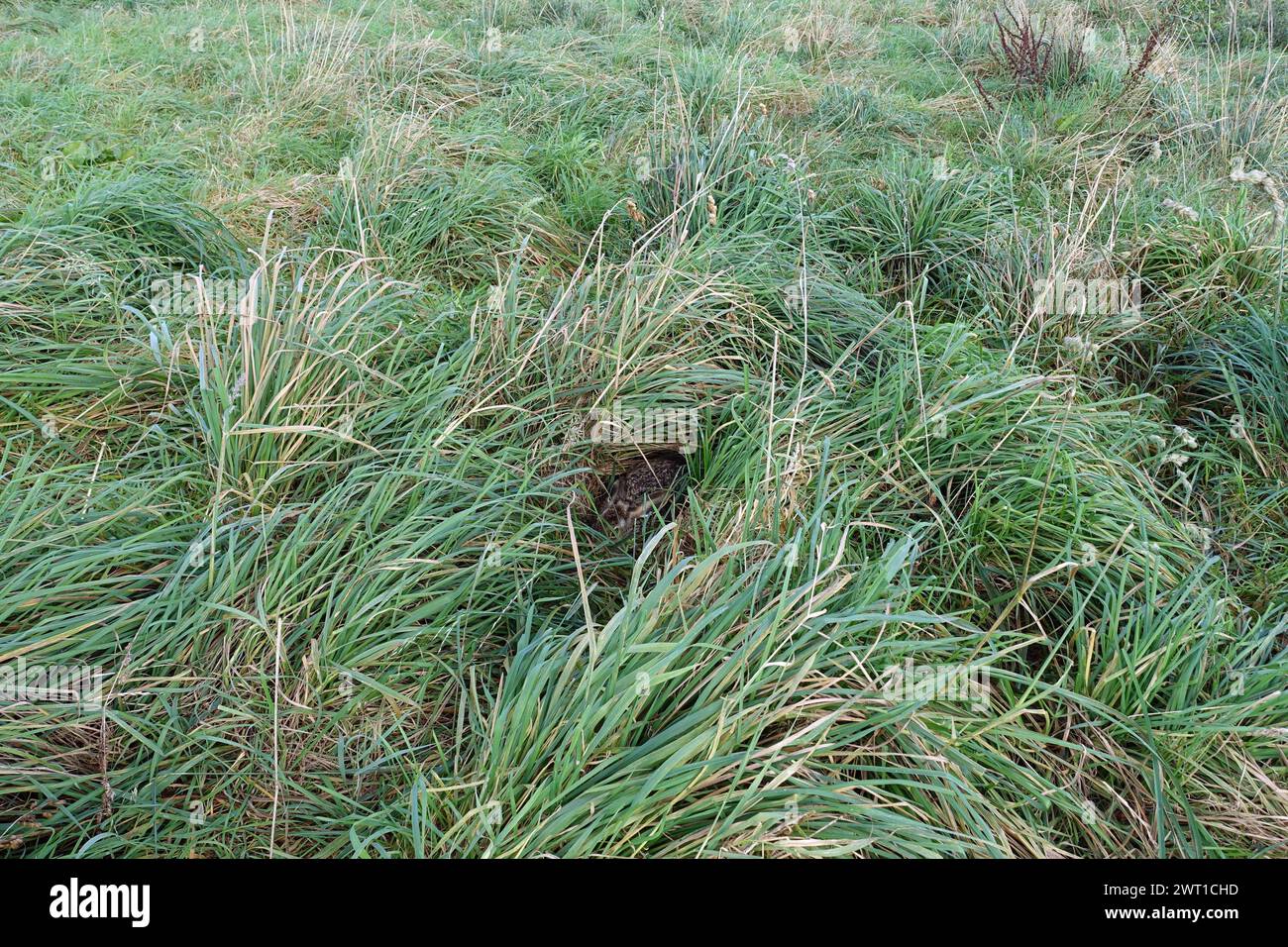Lepre europea, lepre bruna (Lepus europaeus), ben nascosta nell'erba alta, Germania, Renania settentrionale-Vestfalia Foto Stock
