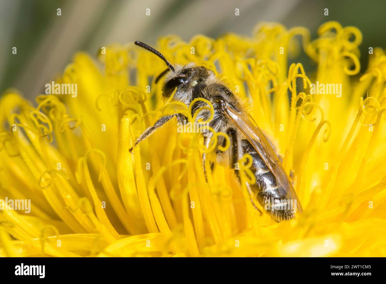 Bee Mini-mineraria dai margini spessi (Andrena falsifica), in fiore, Germania Foto Stock