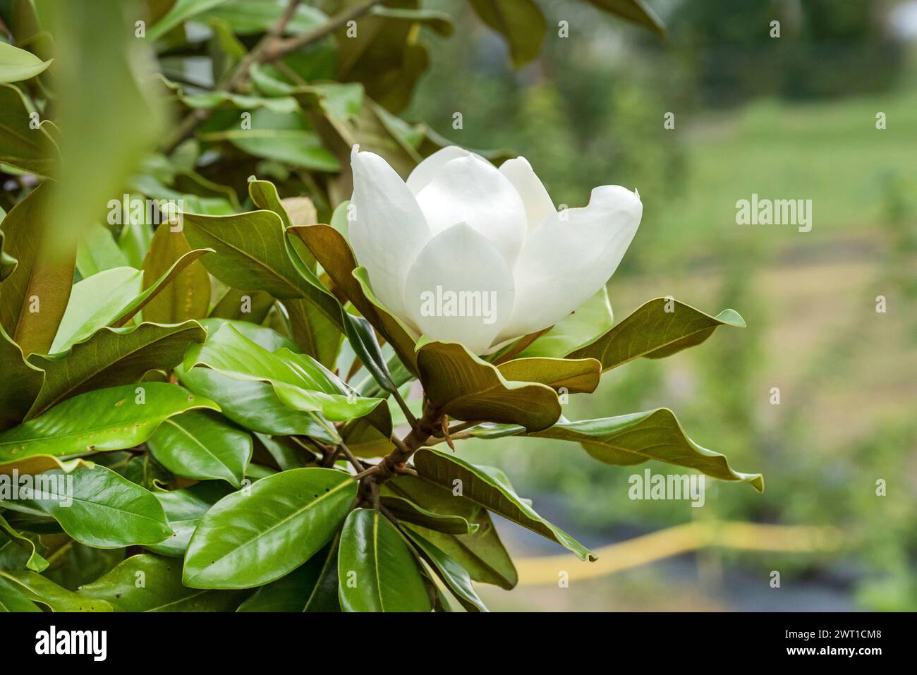 Magnolia meridionale, Bull Ray, Evergreen Magnolia (Magnolia grandiflora 'Baby Grand', Magnolia grandiflora Baby Grand), fiore di cultivar Baby Grand, e Foto Stock