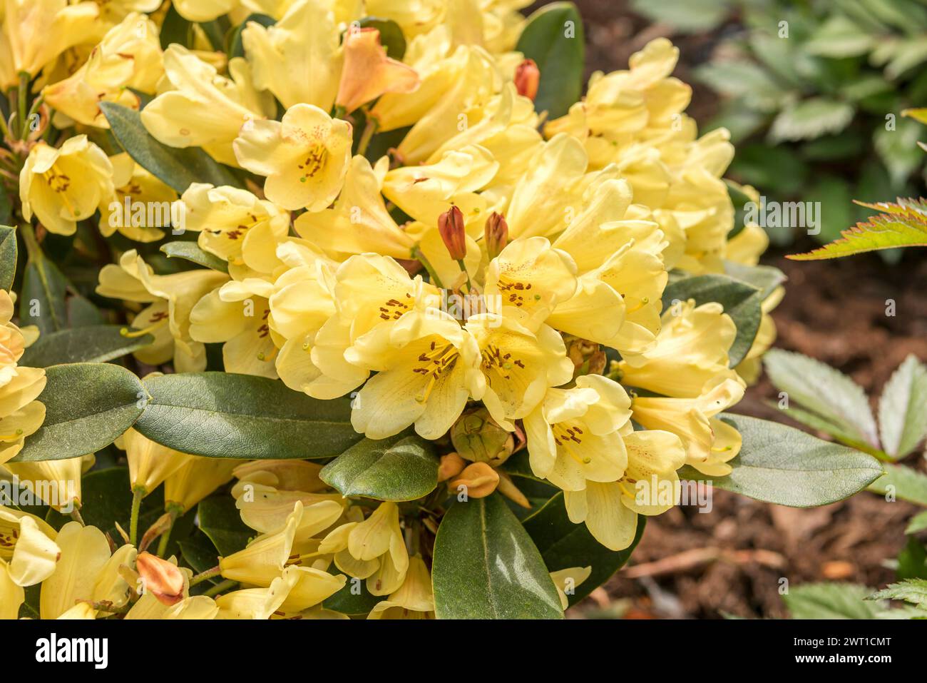 rhododendron (Rhododendron 'fuoco della Luna', Rhododendron fuoco della Luna), fioritura, cultivar fuoco della Luna Foto Stock