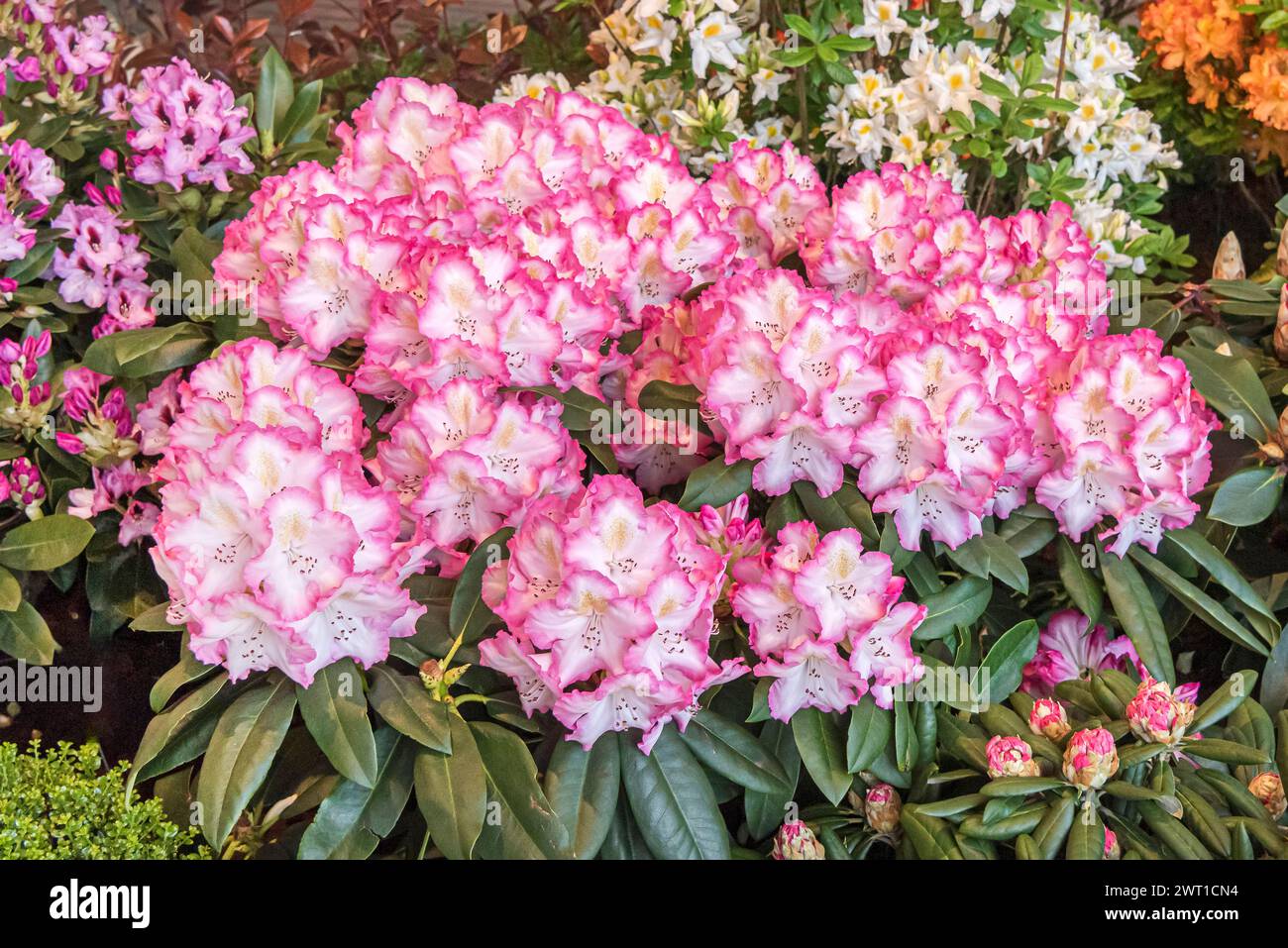rhododendron (Rhododendron 'Saskia', Rhododendron Saskia), fioritura, cultivar Saskia Foto Stock