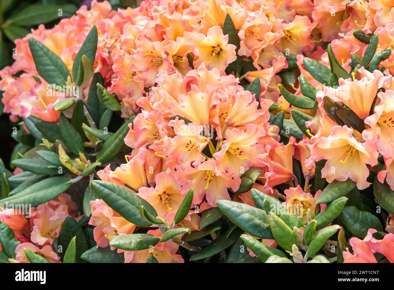 Rhododendron (Rhododendron 'Lullaby', Rhododendron Kermesina Lullaby), fioritura, cultivar Lullaby Foto Stock