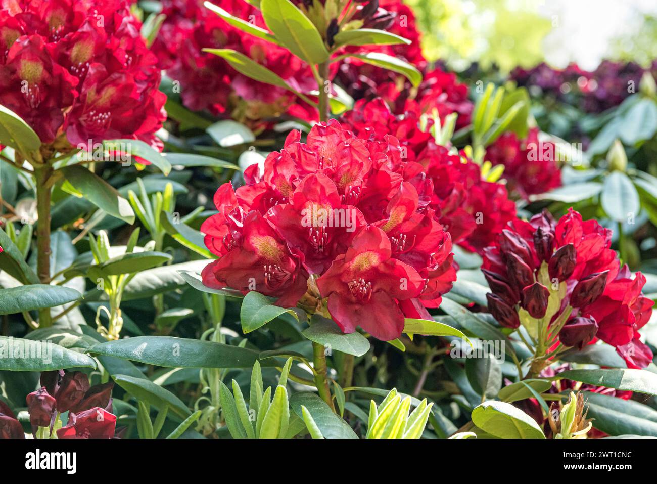 rhododendron (Rhododendron 'Francesca', Rhododendron Francesca), fioritura, cultivar Francesca Foto Stock