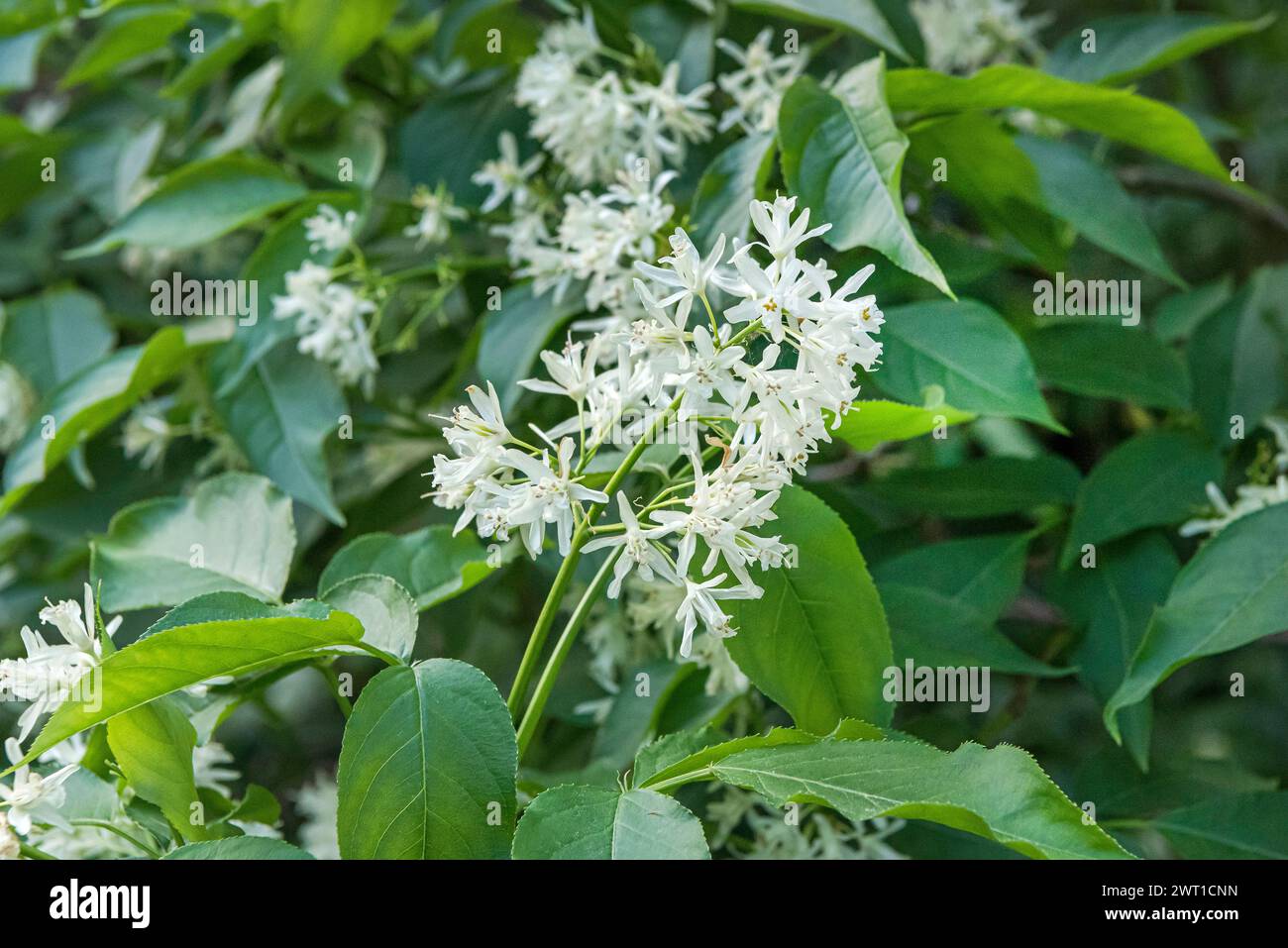 Colchis bladdernut, Bladdernut (Staphylea colchica), Blooming, Europe, Bundesrepublik Deutschland Foto Stock