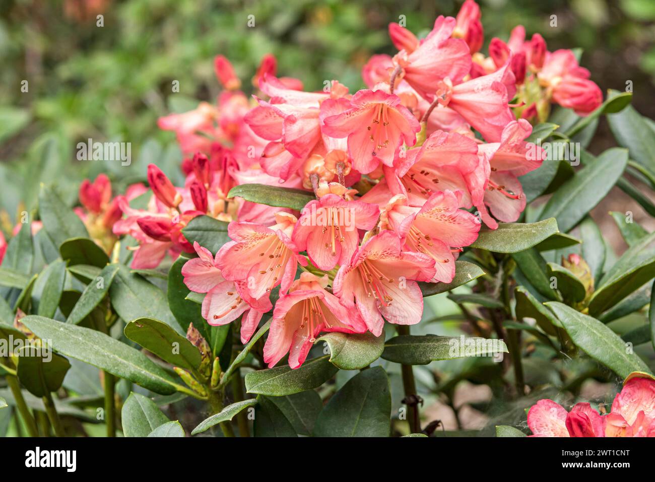 rhododendron (Rhododendron 'Toco', Rhododendron Toco), fioritura, cultivar Toco Foto Stock