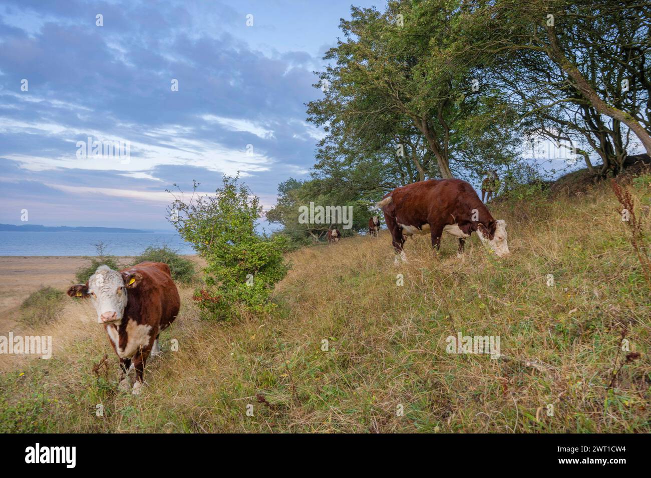 Bestiame domestico (Bos primigenius F. taurus), pascolo sulla costa del Mar Baltico, allevamento estensivo, Danimarca, Helnaes Foto Stock