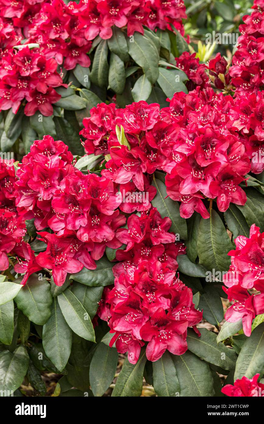 rhododendron (Rhododendron 'Matador', Rhododendron Matador), fioritura, cultivar Matador Foto Stock