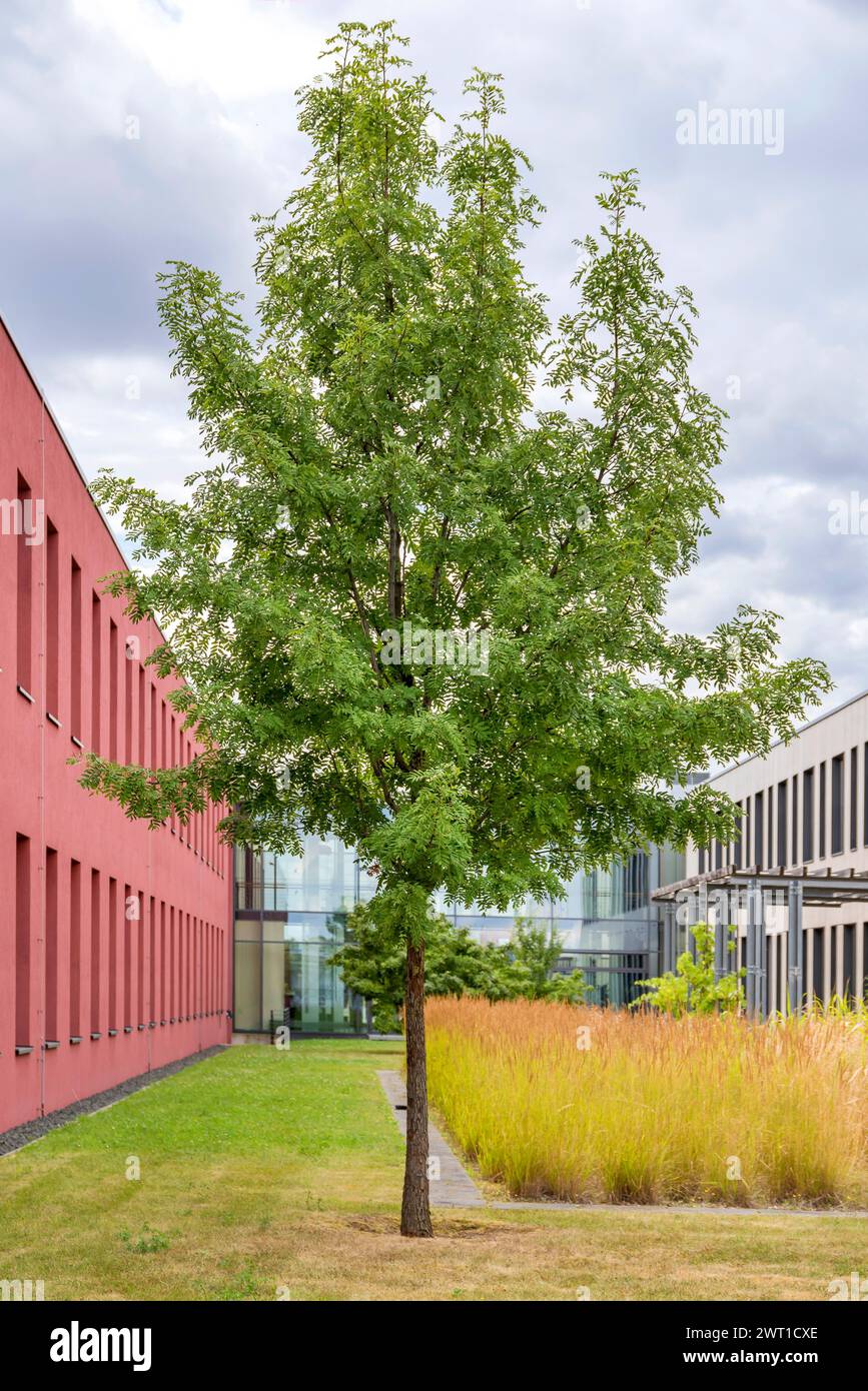 Albero di servizio (Sorbus domestica), albero singolo Foto Stock