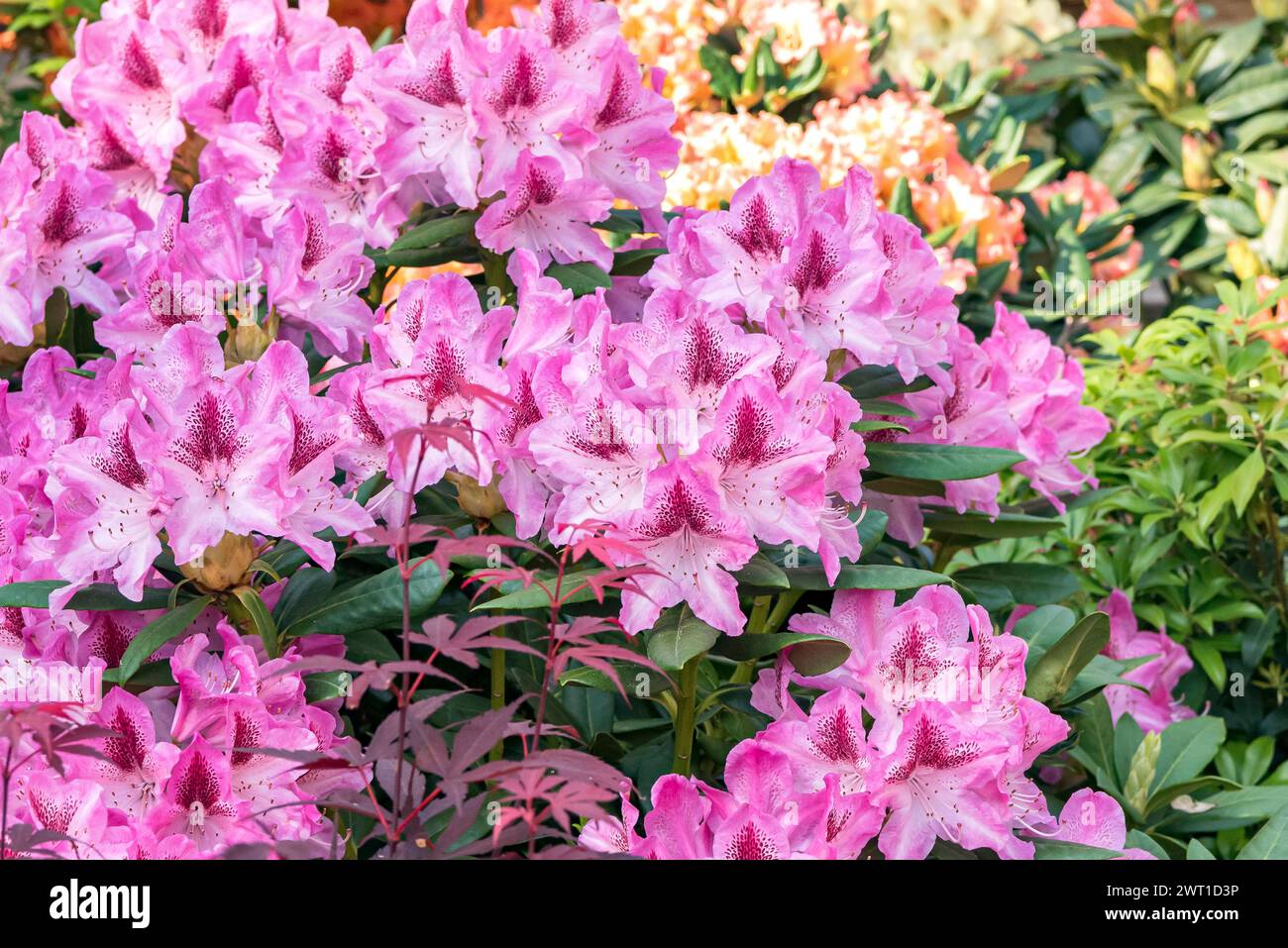 rhododendron (Rhododendron 'Cosmopolitan', Rhododendron Cosmopolitan), fioritura, cultivar Cosmopolitan Foto Stock