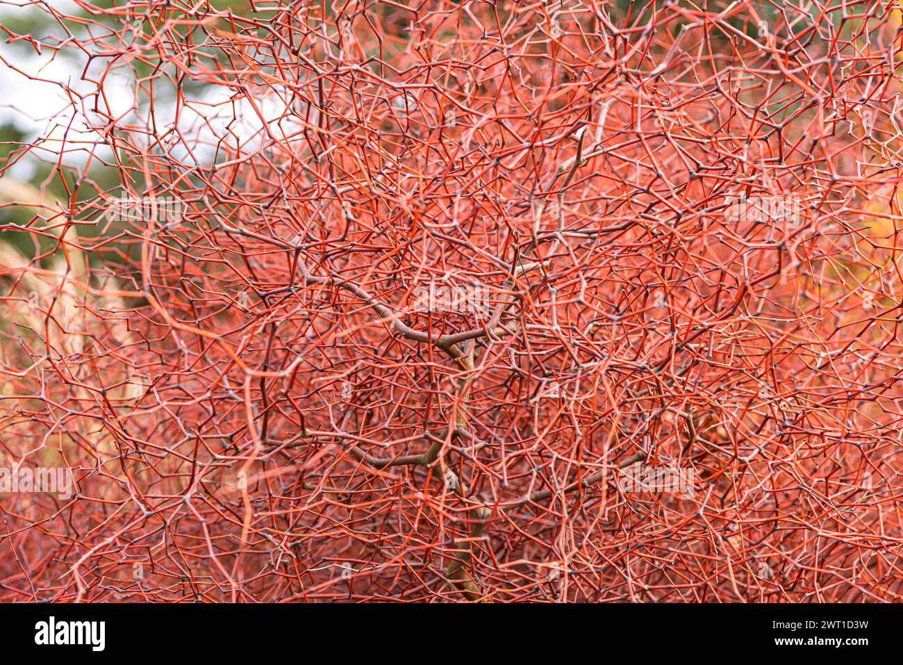 Tororaro arbusto, Wiggywig, Mingimingi, cespuglio di Wiggy-wig (Muehlenbeckia astonii), rami Foto Stock