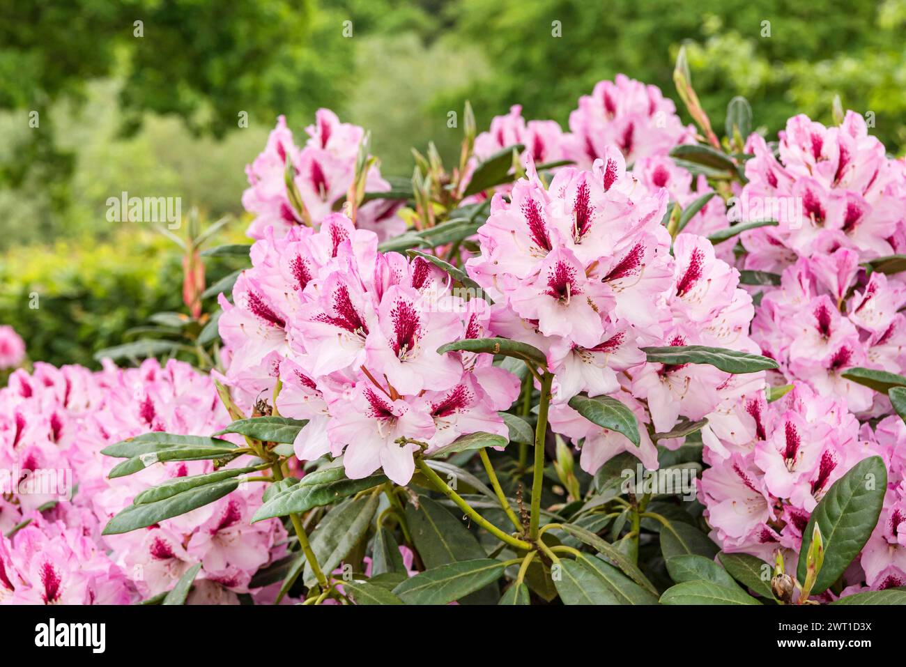 rhododendron (Rhododendron 'Herbstfreude', Rhododendron Herbstfreude), fioritura, cultivar Herbstfreude Foto Stock