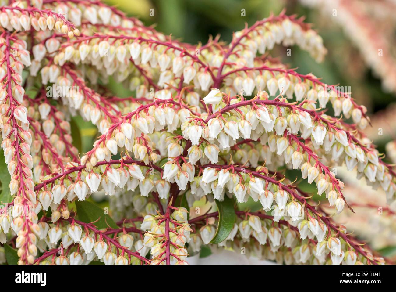 pieris giapponese (Pieris japonica "Brouwer's Beauty", Pieris japonica Brouwer's Beauty), fiori di cultivar Brouwer's Beauty, Europe, Bundesrepublik D. Foto Stock