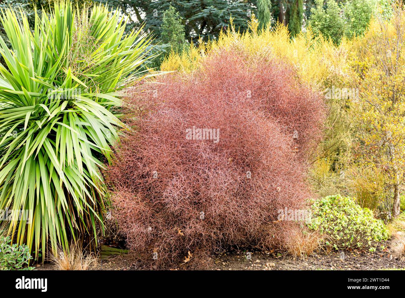 Tororaro arbusto, Wiggywig, Mingimingi, cespuglio di Wiggy-wig (Muehlenbeckia astonii), abitudine Foto Stock