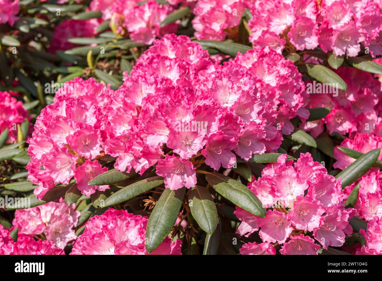 Rhododendron (Rhododendron 'Ninotschka', Rhododendron Kermesina Ninotschka), fioritura, cultivar Ninotschka Foto Stock
