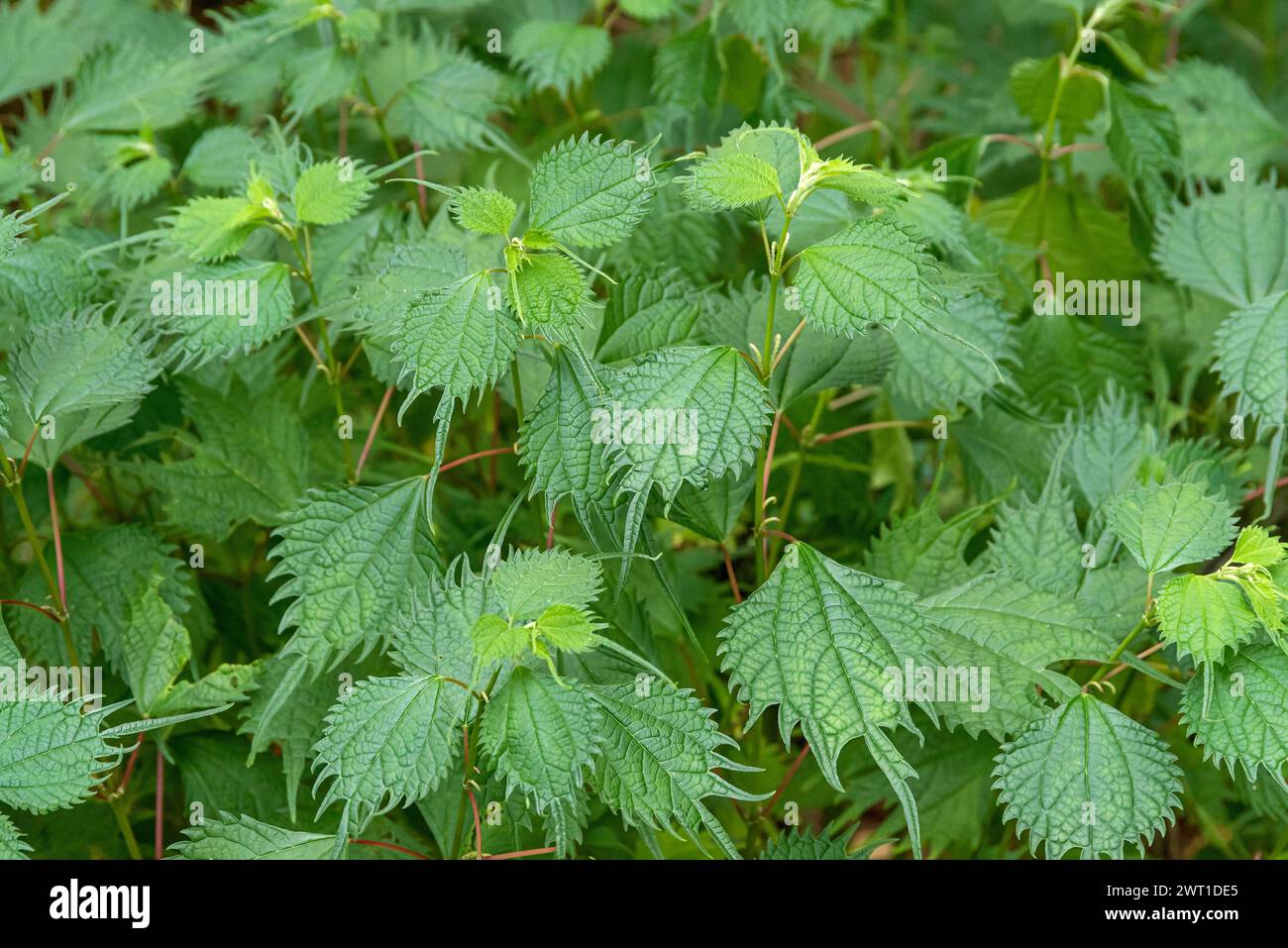 Ortica cinese (Boehmeria tricuspis), foglie Foto Stock