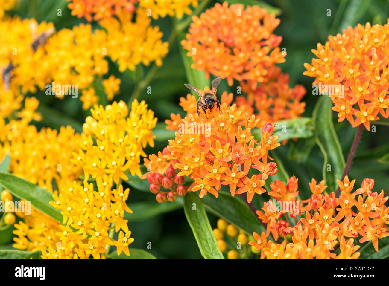 Butterfly-erbaccia, Butterfly milkweed, Pleurisy root (Asclepias tuberosa), fioritura Foto Stock