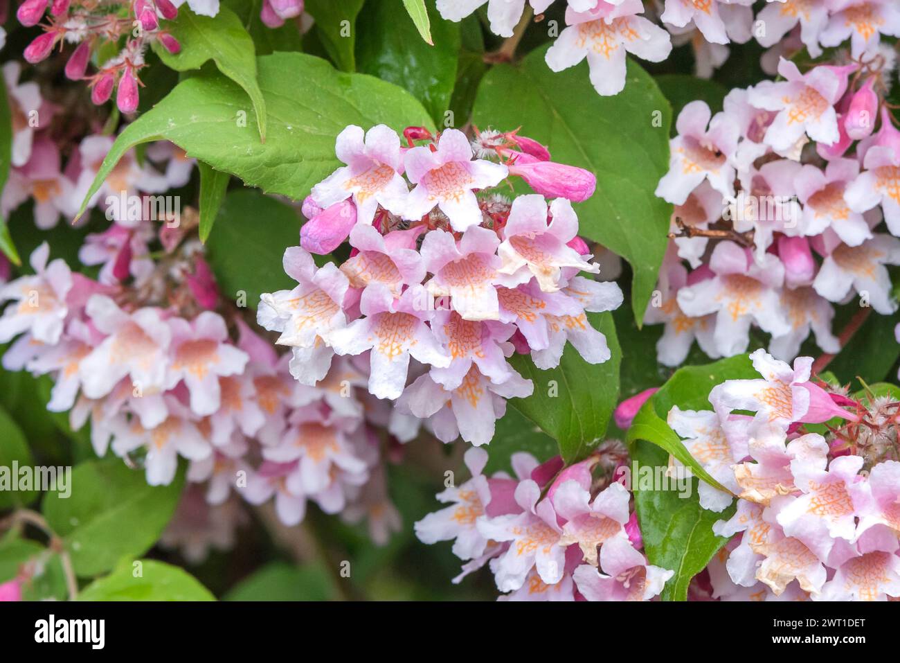 Beautybush (Kolkwitzia amabilis), fioritura, Europa, Bundesrepublik Deutschland Foto Stock