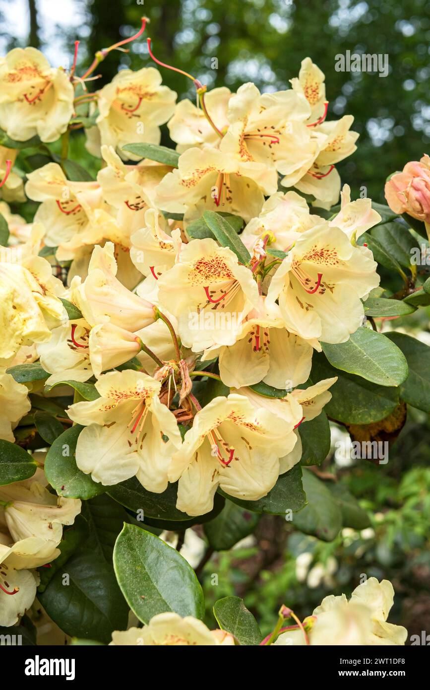 rhododendron (Rhododendron 'Viscy', Rhododendron Viscy), fioritura, cultivar Viscy Foto Stock