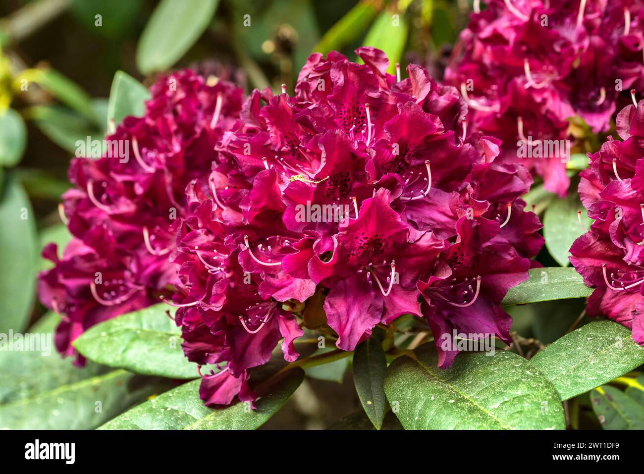 rhododendron (Rhododendron 'Nigrescens', Rhododendron Nigrescens), fioritura, cultivar Nigrescens Foto Stock