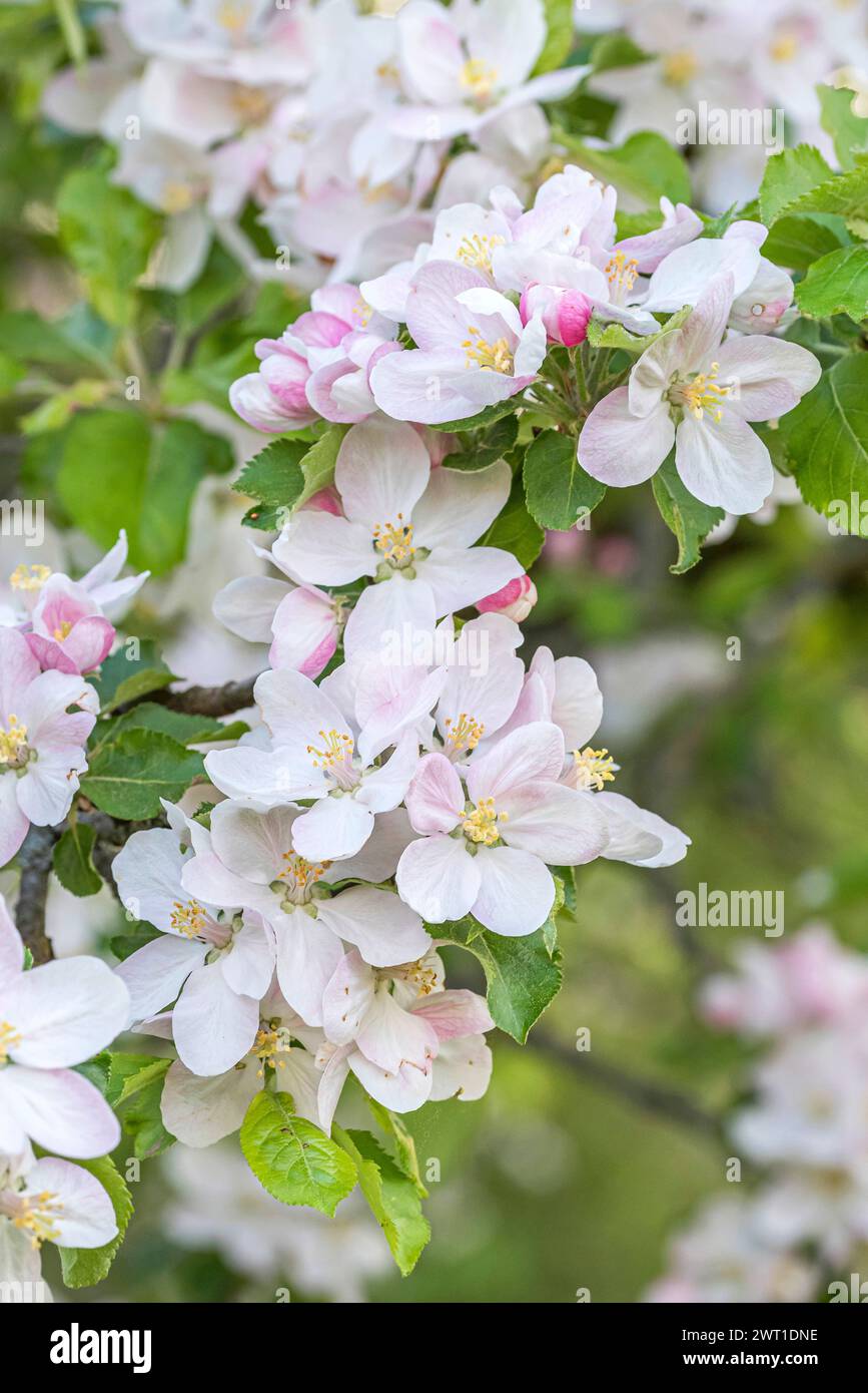 apple (Malus domestica), filiale in fiore, Europa, Bundesrepublik Deutschland Foto Stock