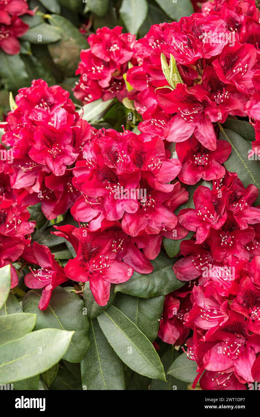 rhododendron (Rhododendron 'Matador', Rhododendron Matador), fioritura, cultivar Matador Foto Stock