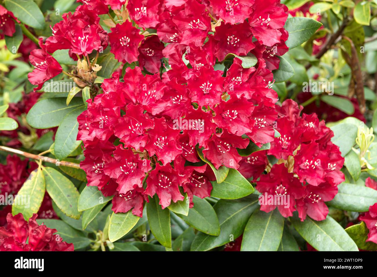 rhododendron (Rhododendron 'Sammetglut', Rhododendron Sammetglut), fioritura, cultivar Sammetglut Foto Stock