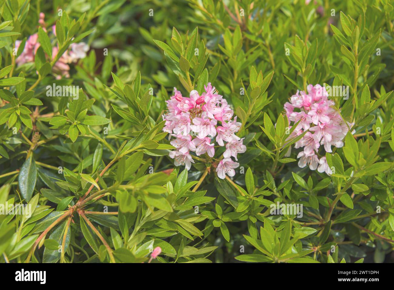 rhododendron (Rhododendron 'Bloombux', Rhododendron Bloombux), fioritura, cultivar Bloombux Foto Stock