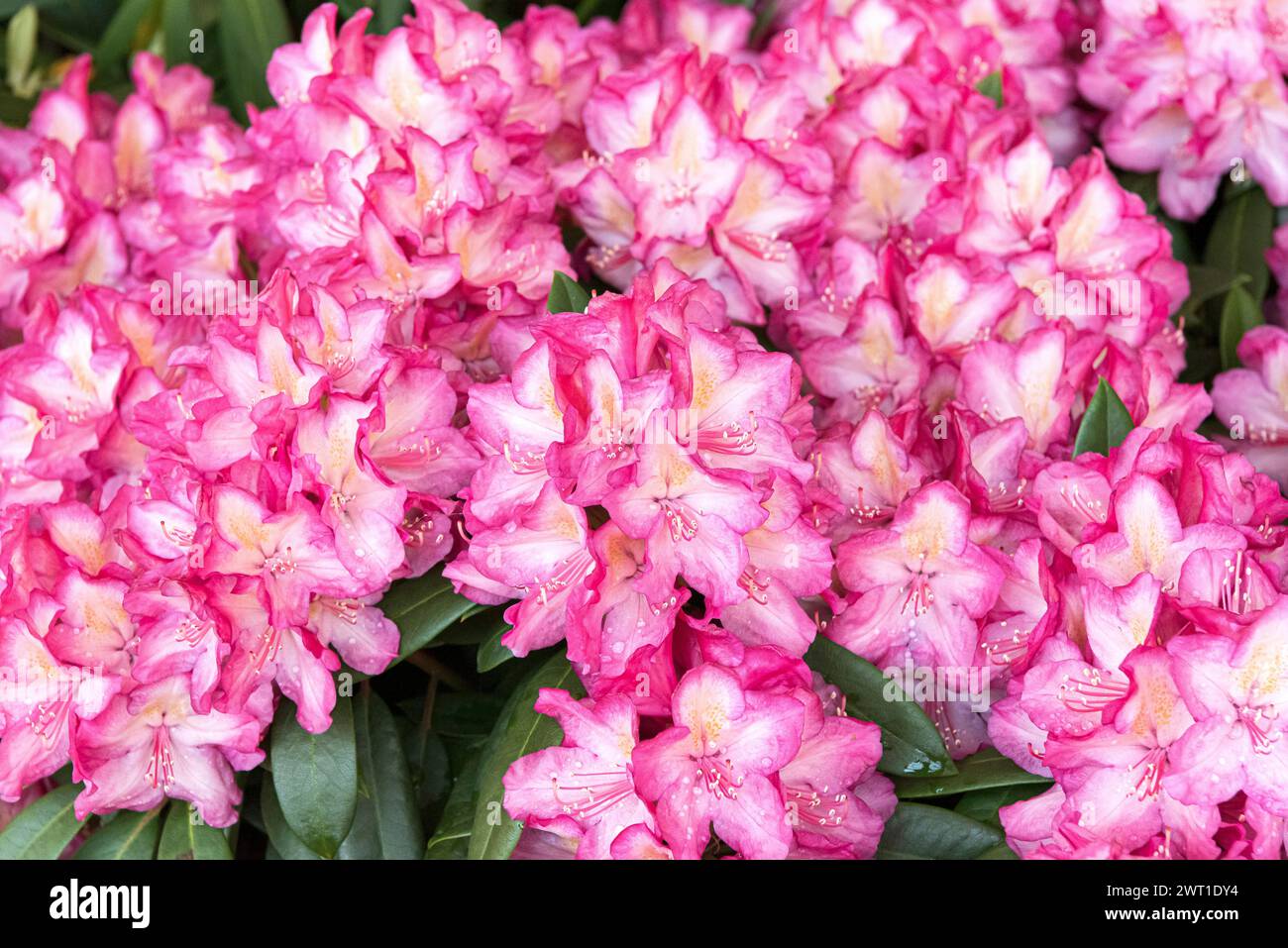 rhododendron (Rhododendron 'Cuyabeno', Rhododendron Cuyabeno), fioritura, cultivar Cuyabeno Foto Stock