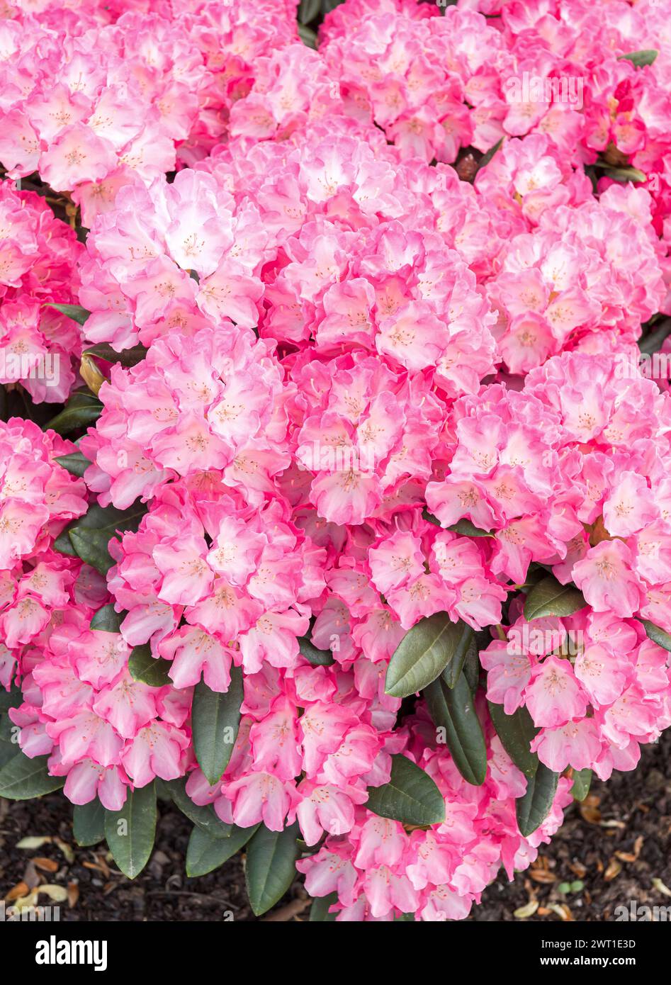 rhododendron (Rhododendron 'fantasia', Rhododendron fantastica), fioritura, cultivar fantastica Foto Stock