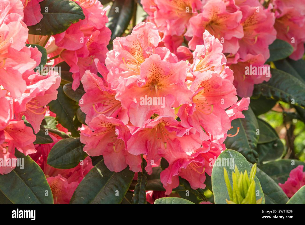 rhododendron (Rhododendron 'Dolcemente', Rhododendron Dolcemente), fioritura, cultivar Dolcemente Foto Stock