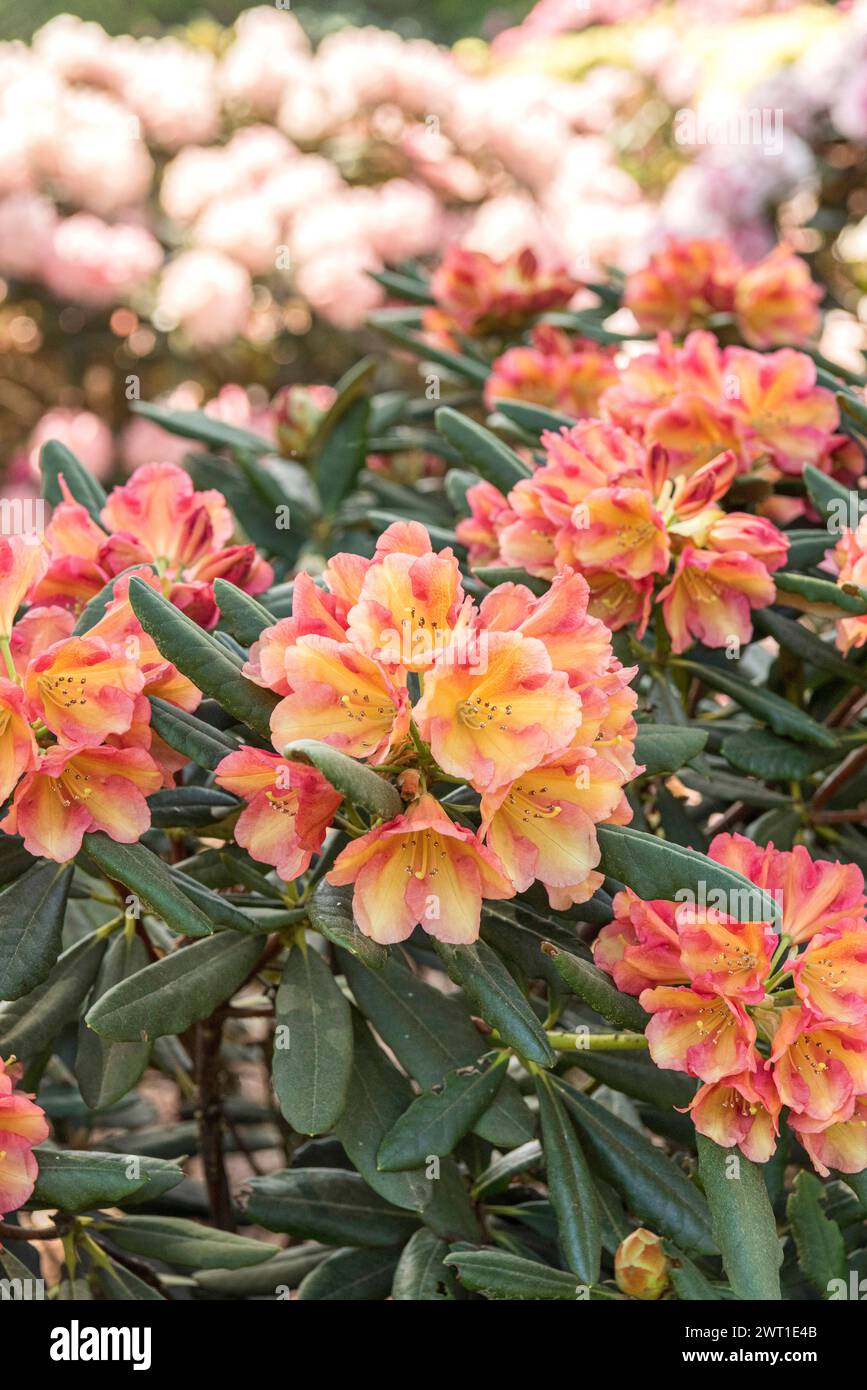 Rododendro (Rhododendron 'Valencia', Rhododendron Kermesina Valencia), fioritura, cultivar Valencia Foto Stock