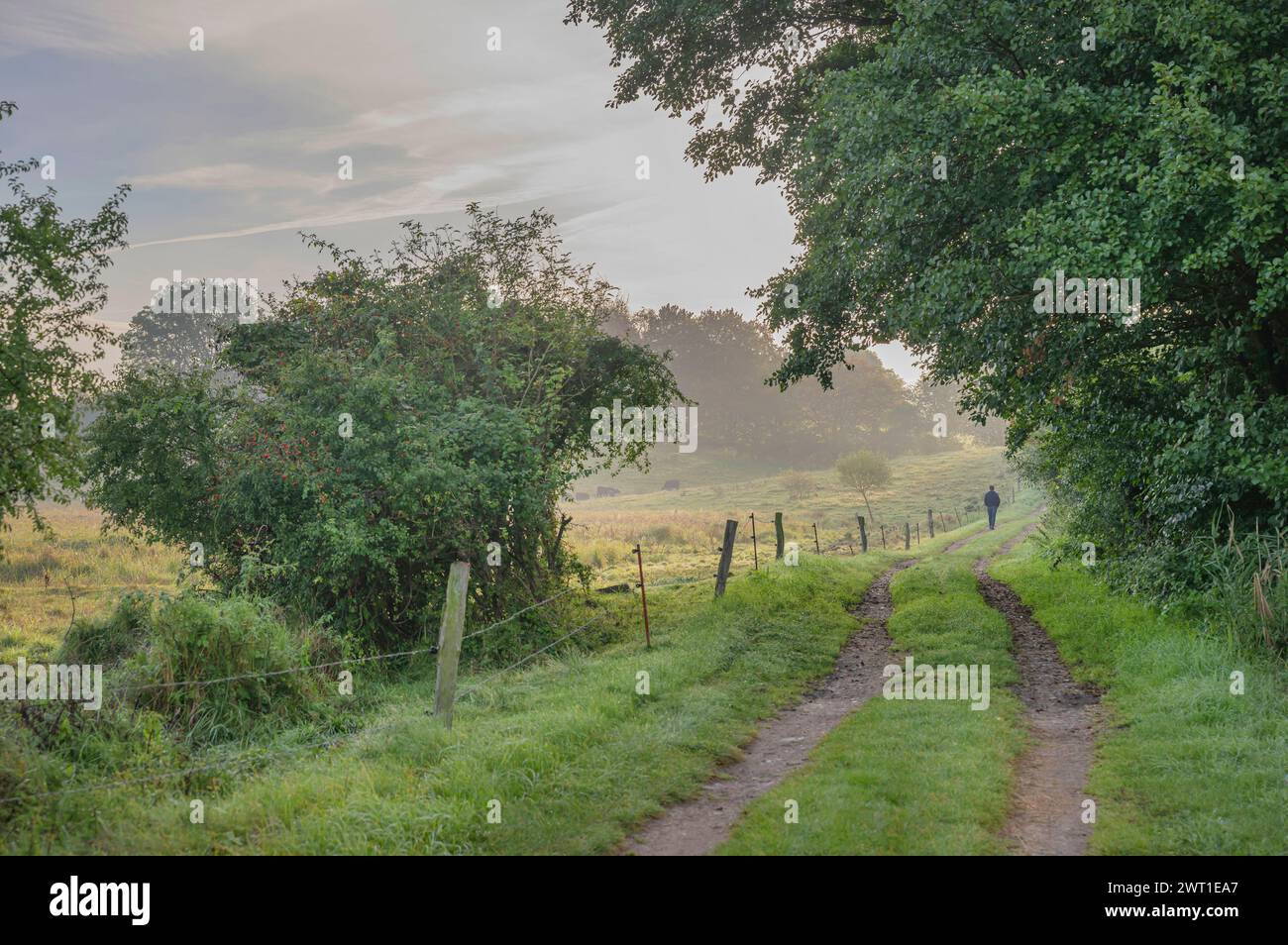 Sentiero di feld alla luce del mattino, Germania, Meclemburgo-Pomerania occidentale, Biosphaerenreservat Schaalsee Foto Stock