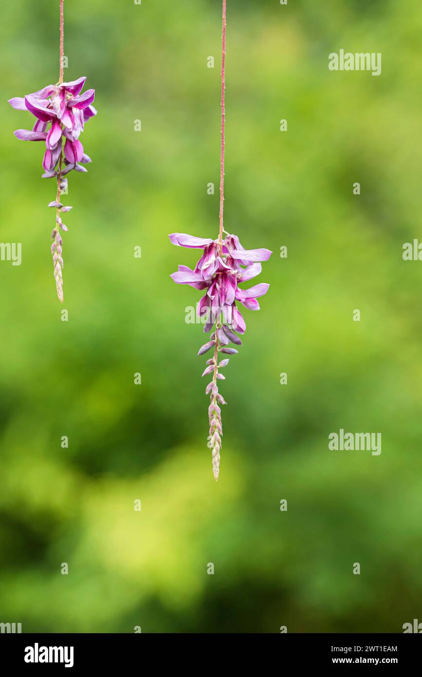 Indaco piangente (Indigofera pendula), fioritura, Europa, Bundesrepublik Deutschland Foto Stock