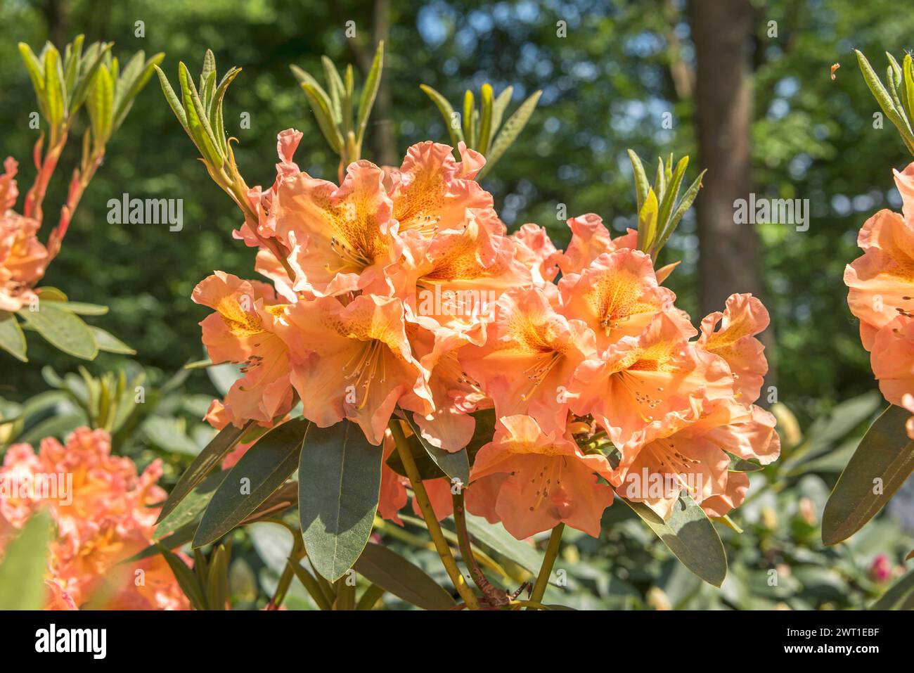 rododendro (Rhododendron 'Olga', Rhododendron Olga), fioritura, cultivar Olga Foto Stock