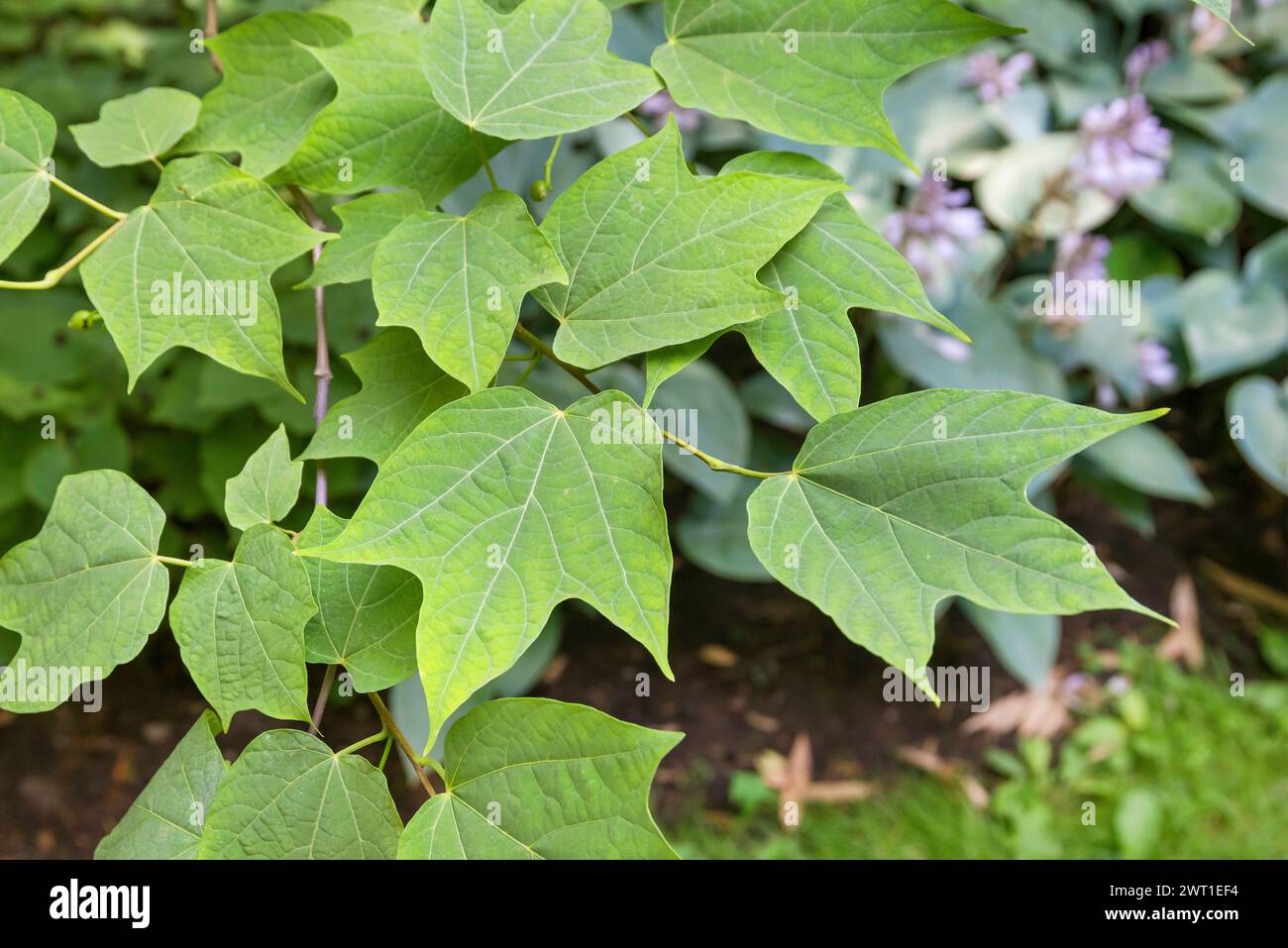 Alangio a foglia di lobo (Alangium platanifolium), foglie Foto Stock