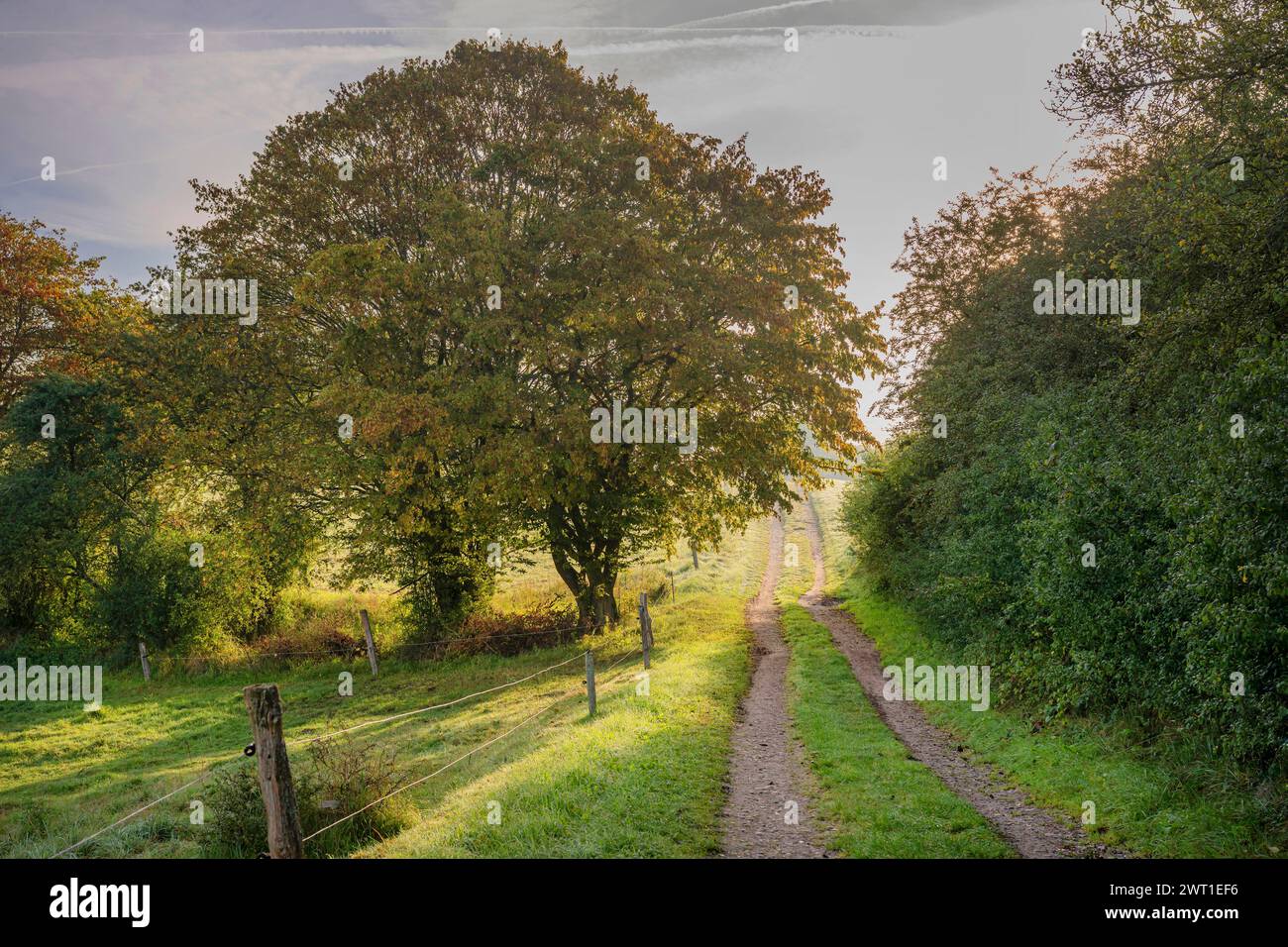 Sentiero di feld alla luce del mattino, Germania, Meclemburgo-Pomerania occidentale, Biosphaerenreservat Schaalsee Foto Stock