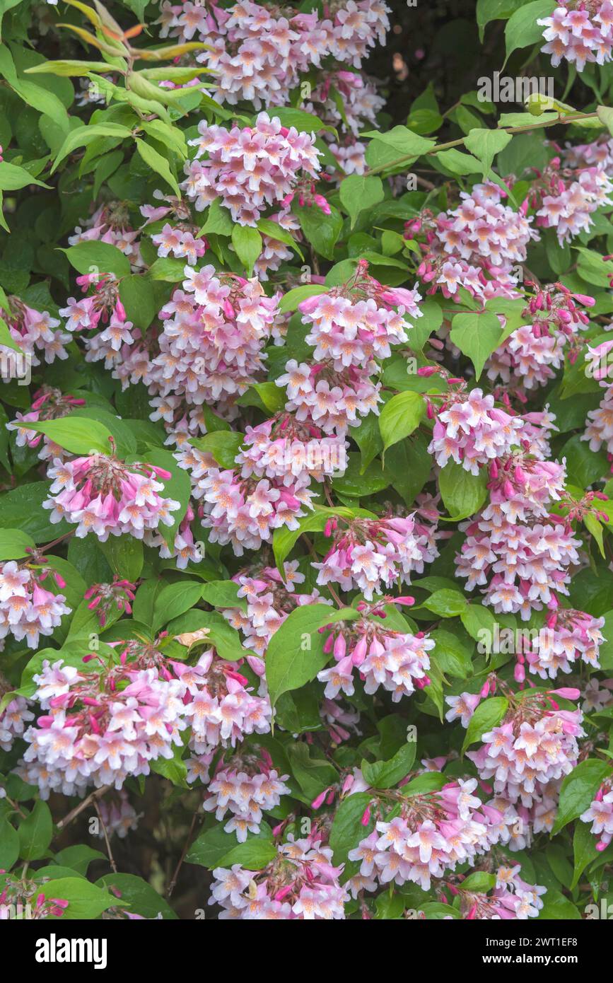 Beautybush (Kolkwitzia amabilis), fioritura Foto Stock