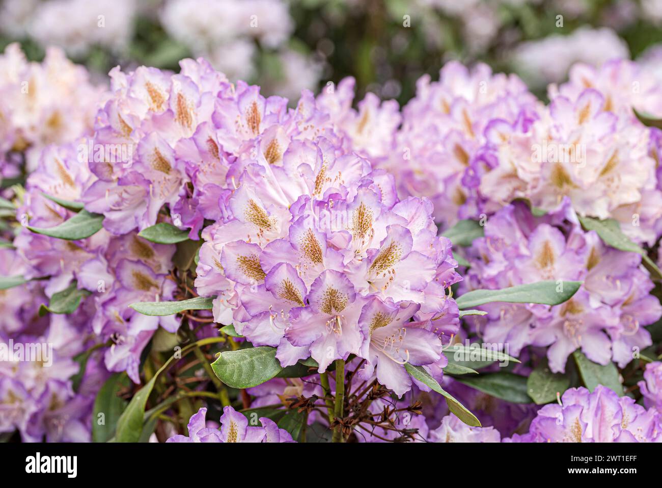 rhododendron (Rhododendron 'Husky', Rhododendron Husky), fioritura, cultivar Husky Foto Stock