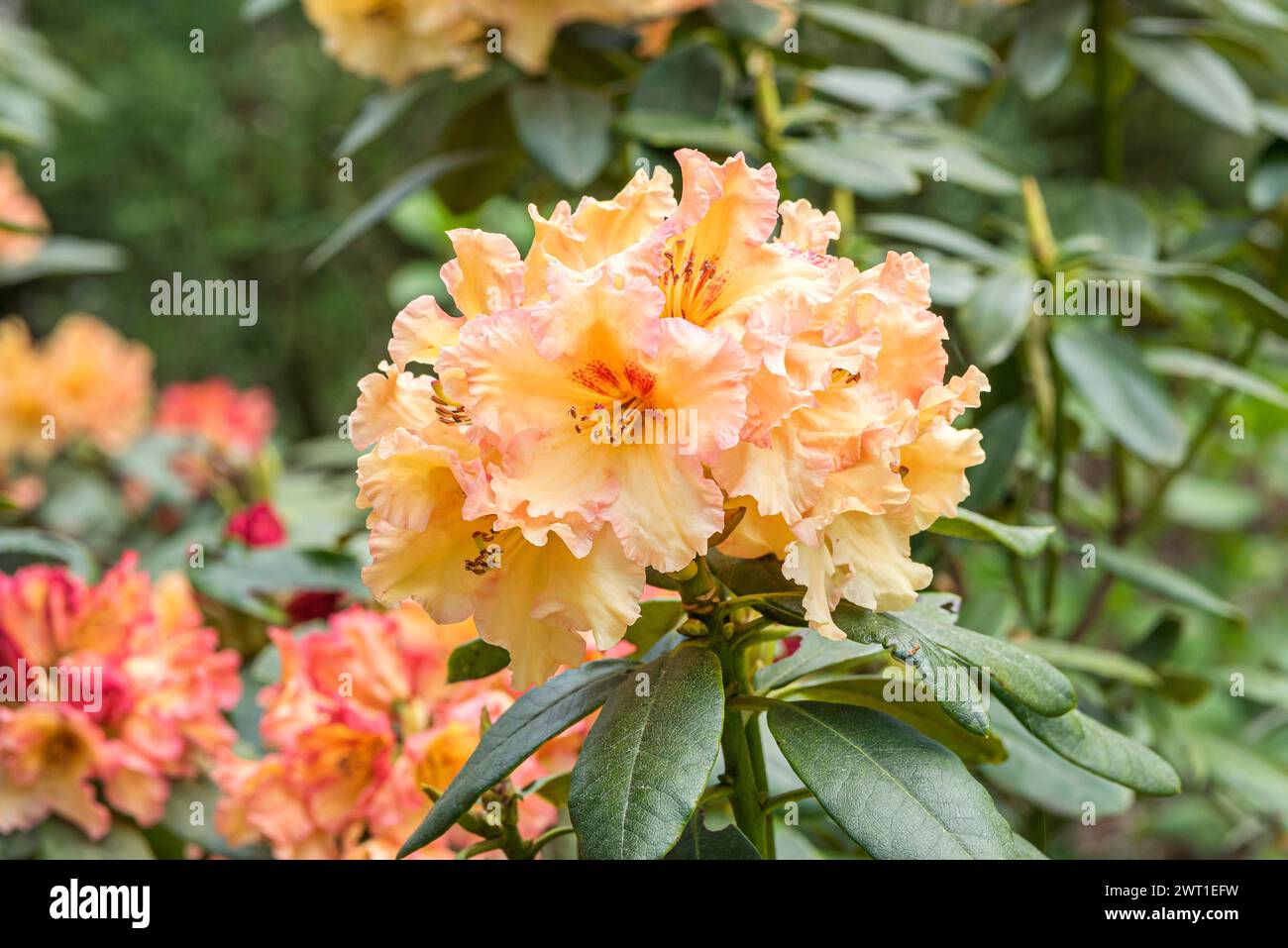 rhododendron (Rhododendron 'Showgirl', Rhododendron Showgirl), fioritura, cultivar Showgirl Foto Stock