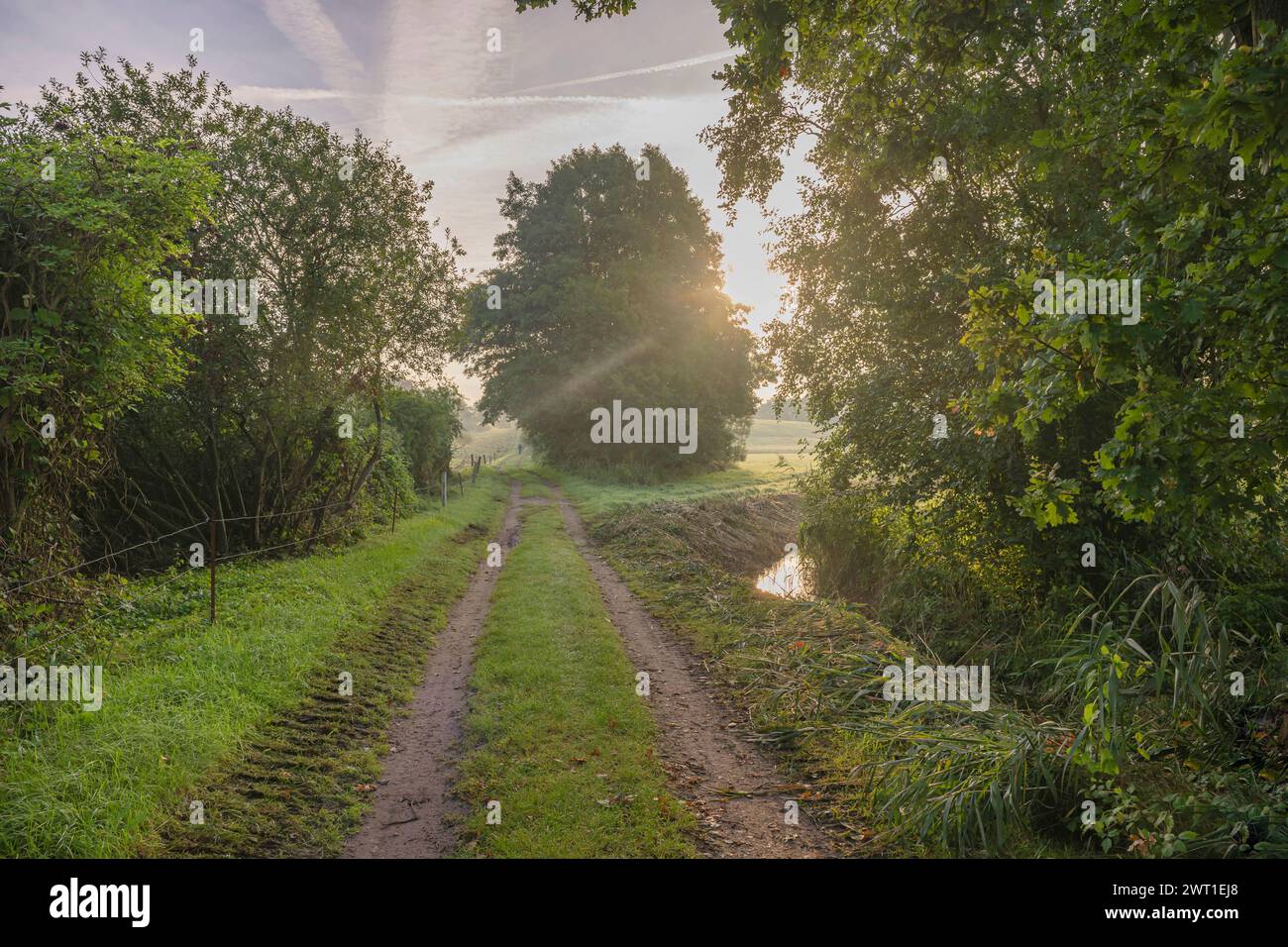 Sentiero di feld alla luce del mattino, Germania, Meclemburgo-Pomerania occidentale, Biosphaerenreservat Schaalsee Foto Stock