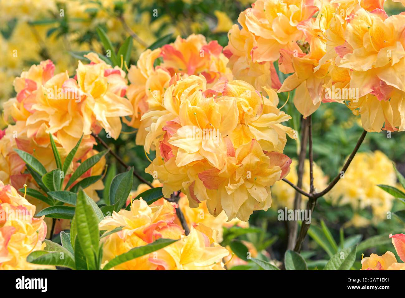 Azalea (Rhododendron 'assolutamente fantastico', Rhododendron assolutamente fantastico), fiori di cultivar assolutamente fantastico Foto Stock
