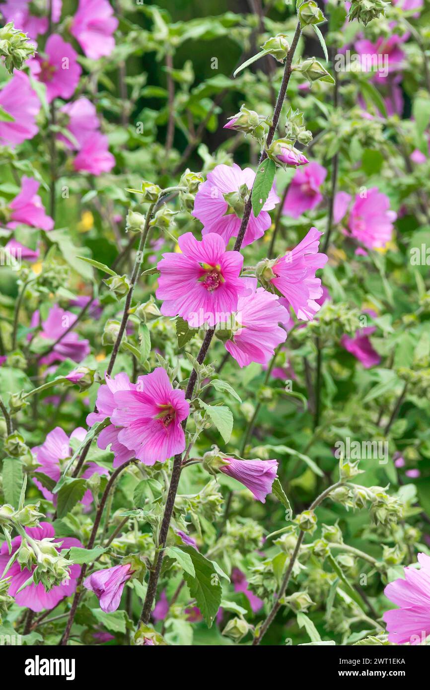 mallow (Lavatera 'Barnsley', Lavatera Barnsley), fioritura, cultivar Barnsley Foto Stock
