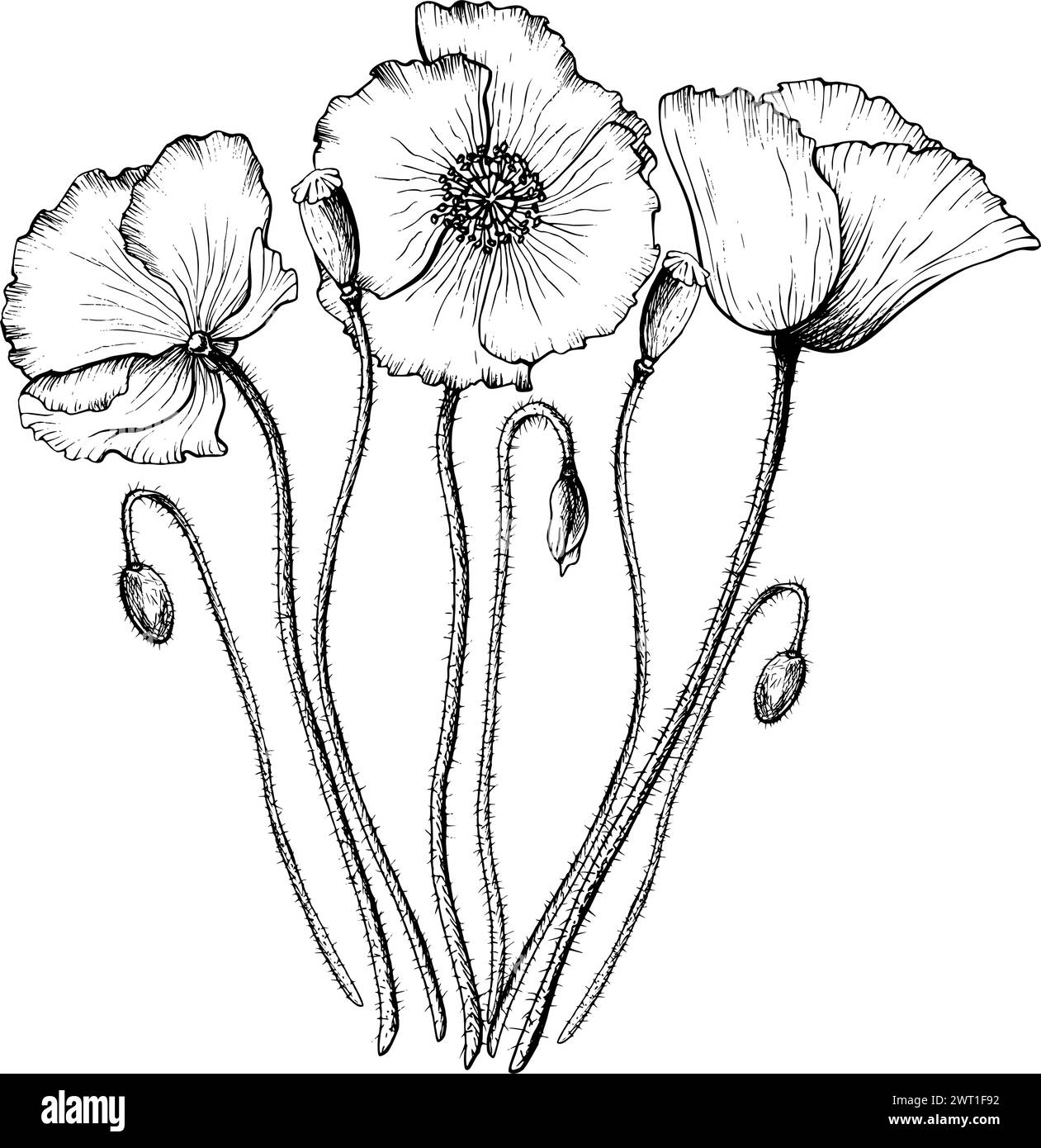 Composizione di fiori e gemme di papavero in fiore. Illustrazione del vettore botanico disegnata a mano. Schizzo monocromatico di fiori selvatici. Illustrazione Vettoriale