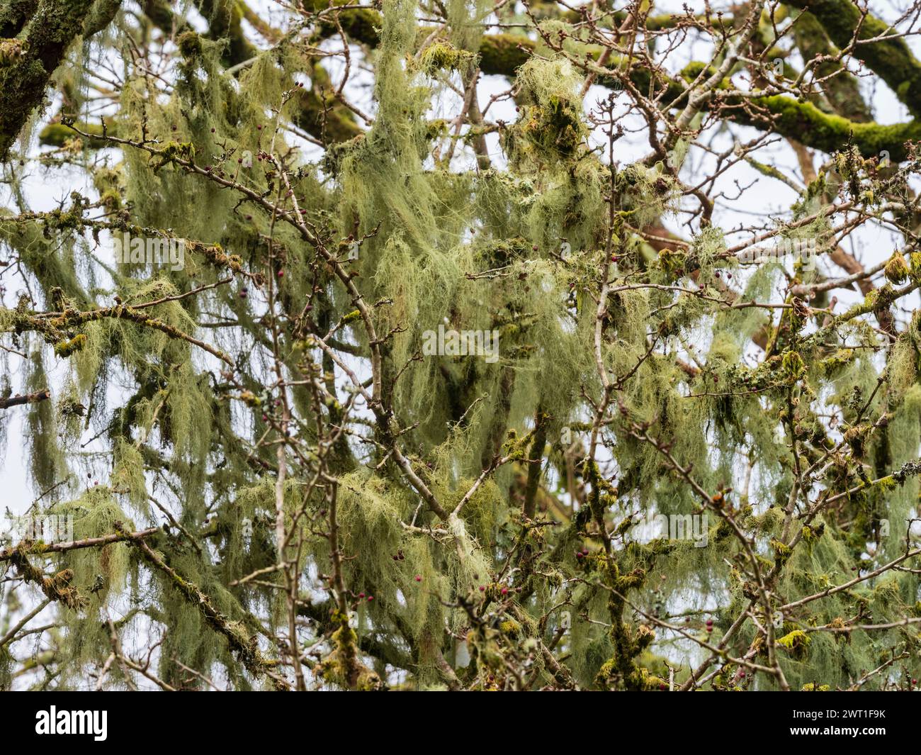 Lichene barbuto fruticoso sensibile all'inquinamento Usnea artculata drappeggiato sui rami di un biancospino, Crataegus monogyna. Dartmoor, Devon, Regno Unito Foto Stock