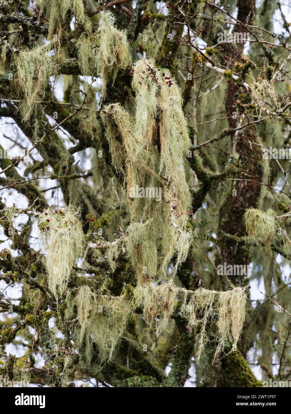 Lichene barbuto fruticoso sensibile all'inquinamento Usnea artculata drappeggiato sui rami di un biancospino, Crataegus monogyna. Dartmoor, Devon, Regno Unito Foto Stock