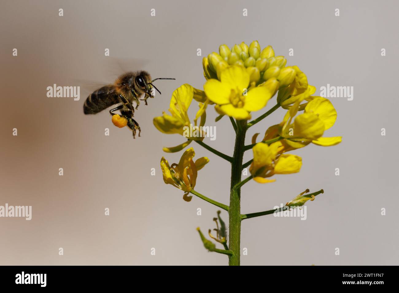 Apis mellifera, un'ape che vola verso fiori di colza, brassica napus nell'Albufera de Gaianes, Spagna Foto Stock