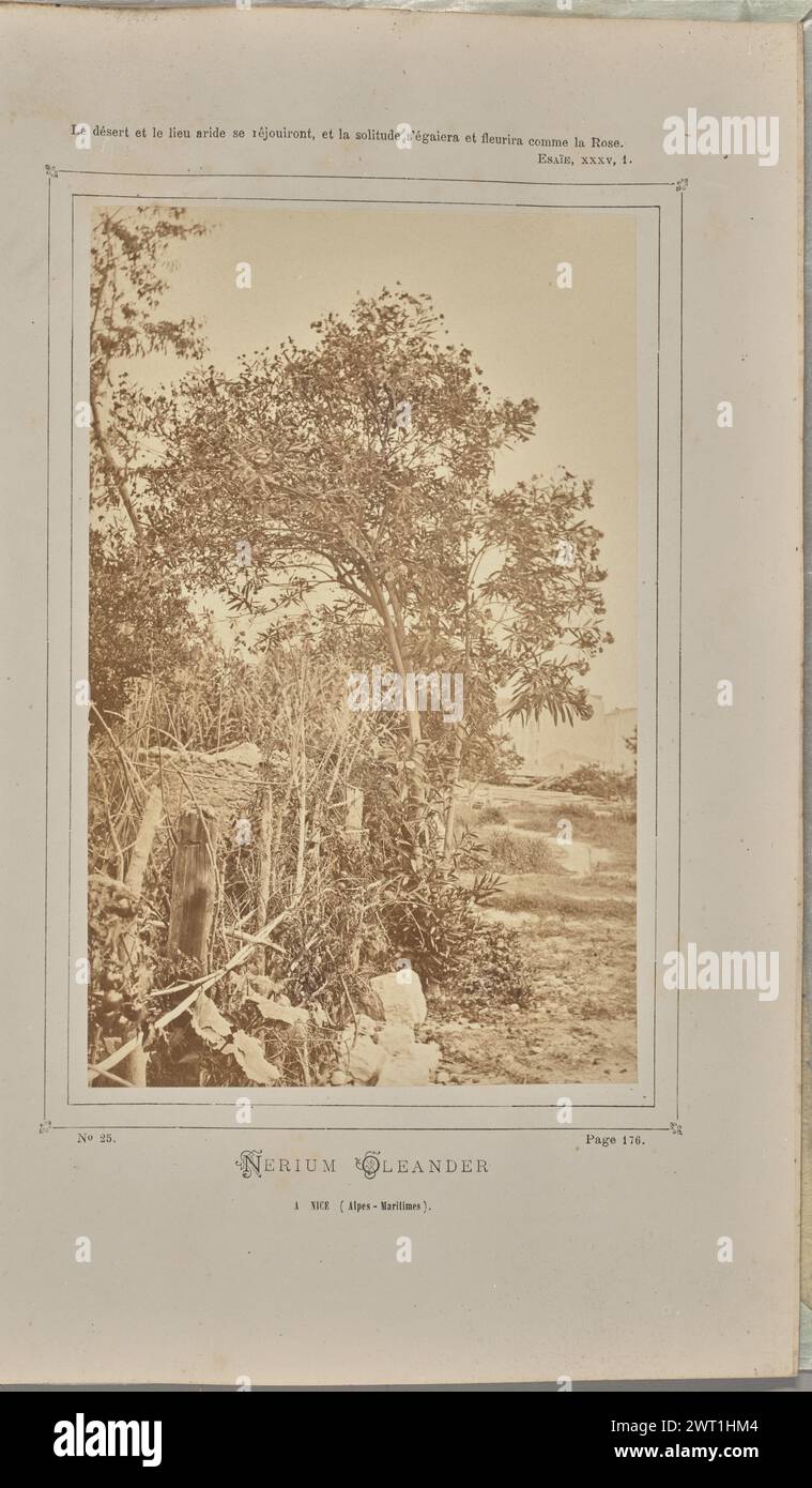 Nerium oleander, à Nice (Alpes-Maritimes). W. de Bray, fotografo (francese, attivo intorno al 1880) 1871 un albero di oleandro (Nerium oleander) che cresce lungo una recinzione di legno. Piante e pennello crescono lungo e dietro la recinzione intorno all'oleandro. Gli edifici possono essere visti in lontananza. (Recto, Mount) centro superiore, testo stampato in nero: 'Le désert et le lieu aride se rêjouiront, et la solitude S'égaiera et fleurira comme la Rose./Esaie, XXXV, 1.'; centro inferiore, testo stampato in nero: 'No 25. [Spazio] pagina 176./NERIUM OLEANDER/A NICE (Alpes-Maritimes).'; Foto Stock